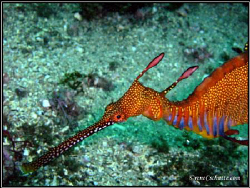 Leafy Sea Dragon (Sydney)
Sea&Sea DX5000 with LX15 Video... by Rene Schutte 